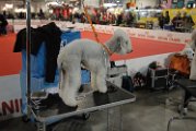 20120114 - Esposizione Canina Fiera Rho_008