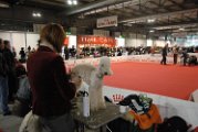 20120114 - Esposizione Canina Fiera Rho_009