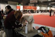 20120114 - Esposizione Canina Fiera Rho_010