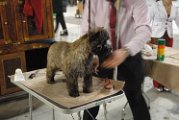 20120114 - Esposizione Canina Fiera Rho_015