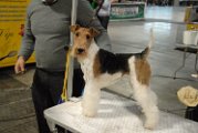 20120114 - Esposizione Canina Fiera Rho_018