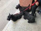 20170519 - Scottie in via Bronzino_002